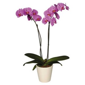 Растение Фен-Шуй Орхидея
