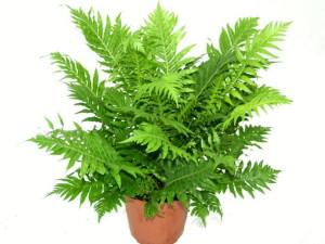 Растения Фен-Шуй Папоротник